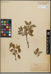 Foto von Salix L.